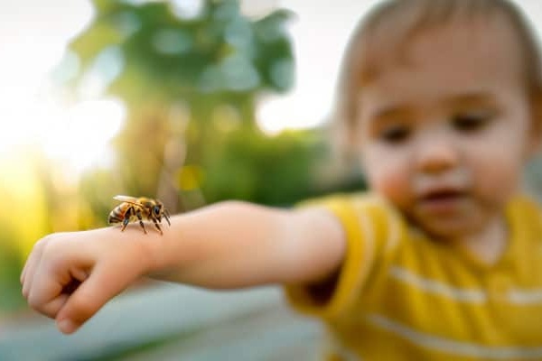 darázscsípés kezelése